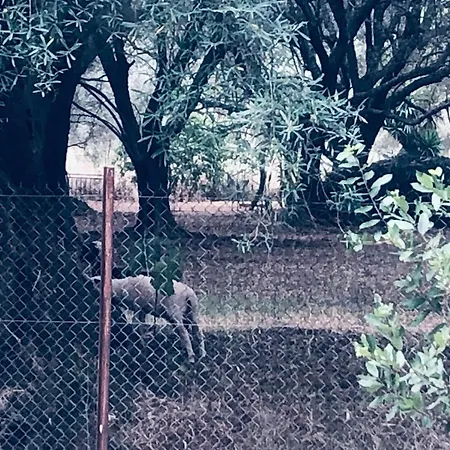 Eucalyptus -- Agios Ioannis Beachfront Appartement *