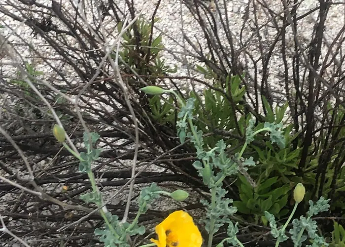 Eucalyptus -- Agios Ioannis Beachfront Agios Ioannis (Lefkada)