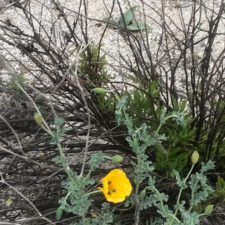 Eucalyptus -- Agios Ioannis Beachfront Agios Ioannis (Lefkada)
