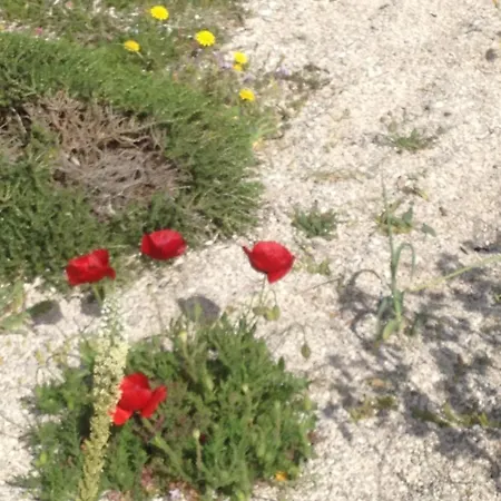 Eucalyptus -- Agios Ioannis Beachfront Lägenhet