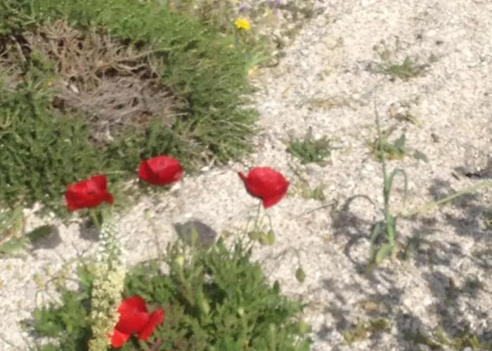 Eucalyptus -- Agios Ioannis Beachfront アパート